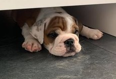 Ernest of Saxe aka PABLO